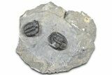 Mrakibina Trilobite - Mrakib, Morocco #363133-1
